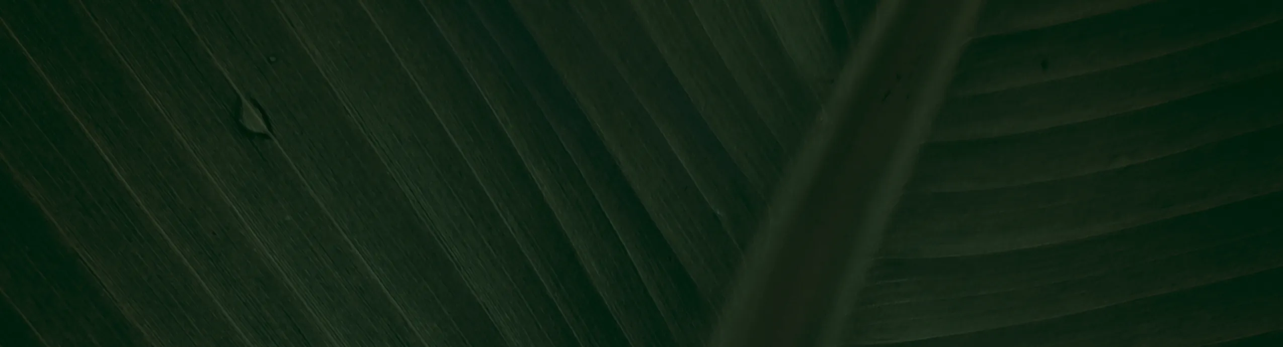 hero-image_optimized Brazilian - Mimosa hostilis Inner Root Bark (MHRB) – shredded