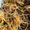 Ashwagandha Root-ORGANIC