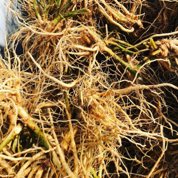 asw Ashwagandha Root-ORGANIC