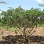 Mimosa hostilis tree with vibrant bark and blossoms – a mystical South American plant known for healing, dyeing, and spiritual uses